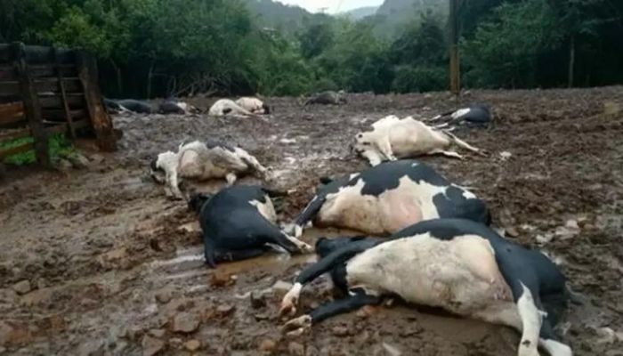Descargas elétricas matam 19 vacas em propriedade do Paraná